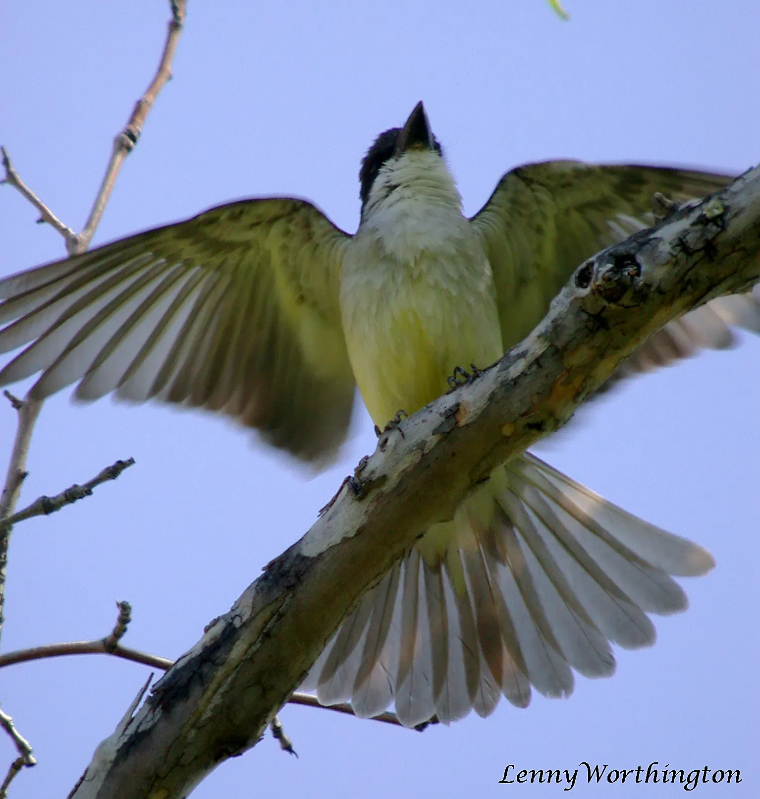 File:Thick-Billed Kingbird Tyrannus crassirostris Arizona (16459606201).jpg