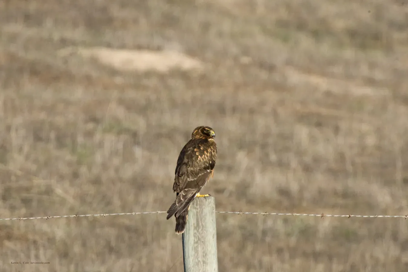 File:Circus hudsonius perched.jpg