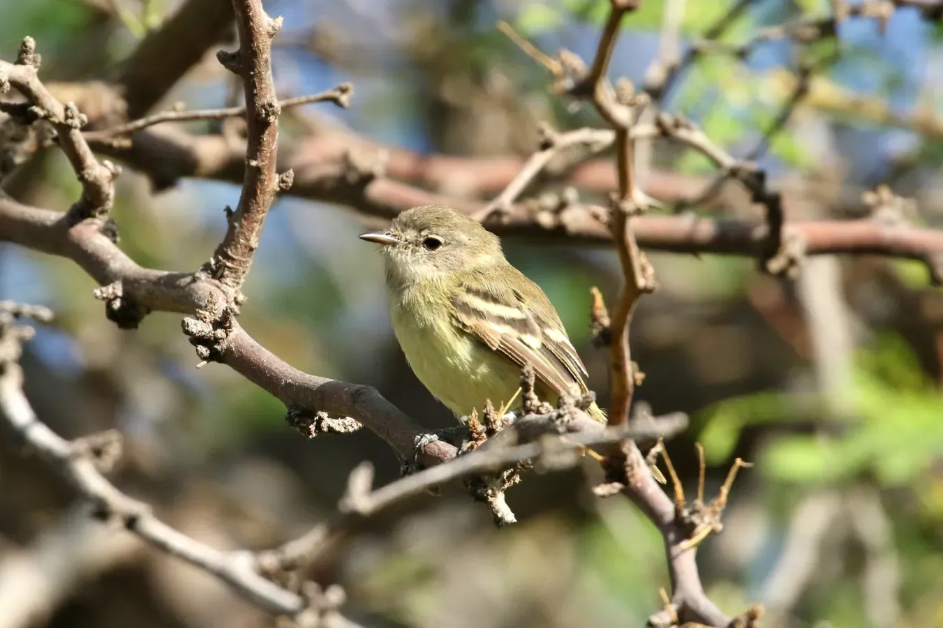 File:Inezia tenuirostris 33429112.jpg