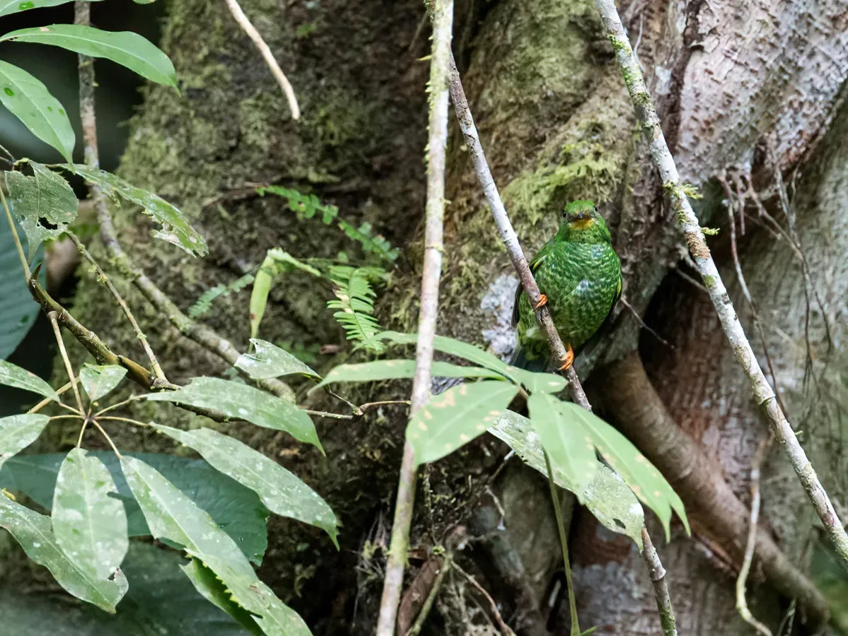 File:Pipreola chlorolepidota - Fiery-throated Fruiteater - female.jpg