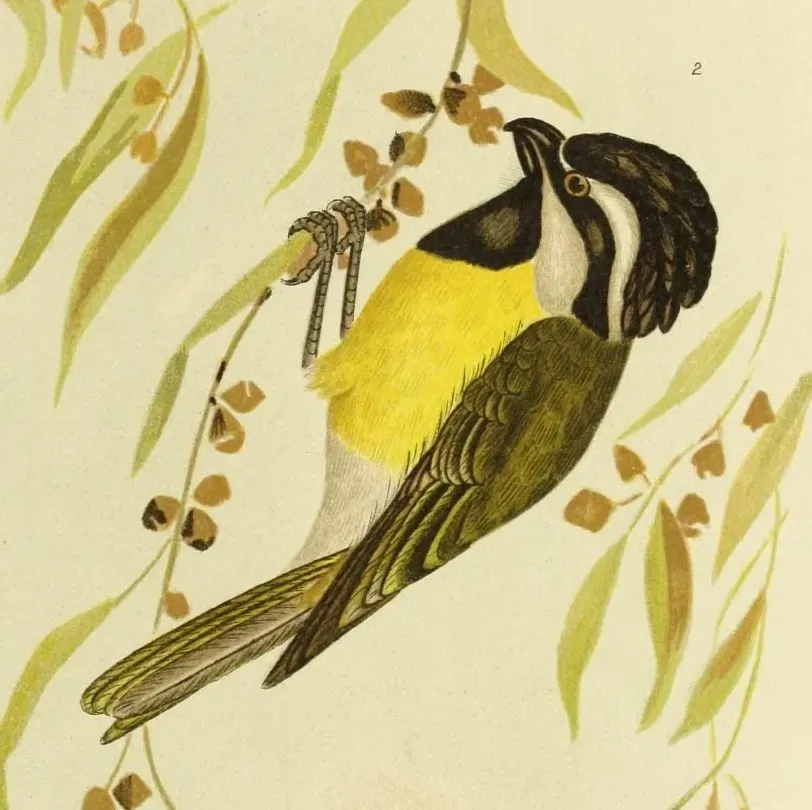 File:Falcunculus leucogaster.jpg