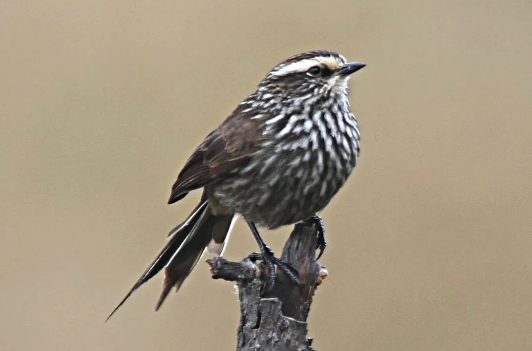 File:Andean Tit-spinetail (Leptasthenura andicola) (cropped).jpg