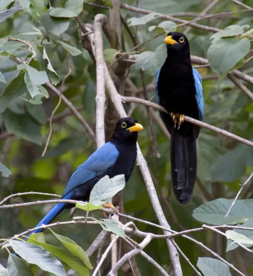 File:Cyanocorax yucatanicus -Tulum, Mexico - immature-8.jpg