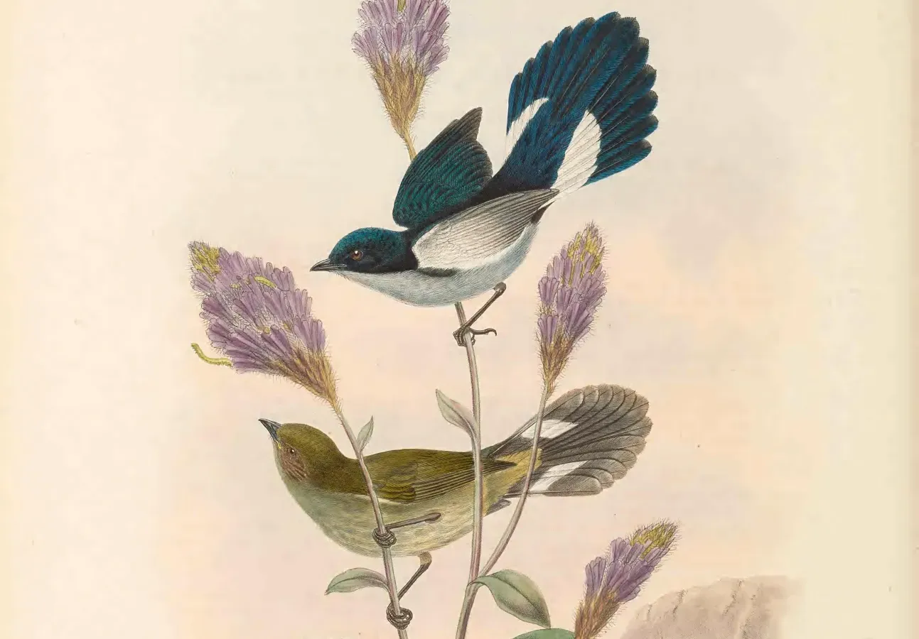 File:Melanocharis versteri - The Birds of New Guinea (cropped).jpg