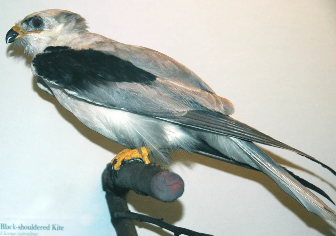 File:Elanus leucurus (white-tailed kite).jpg