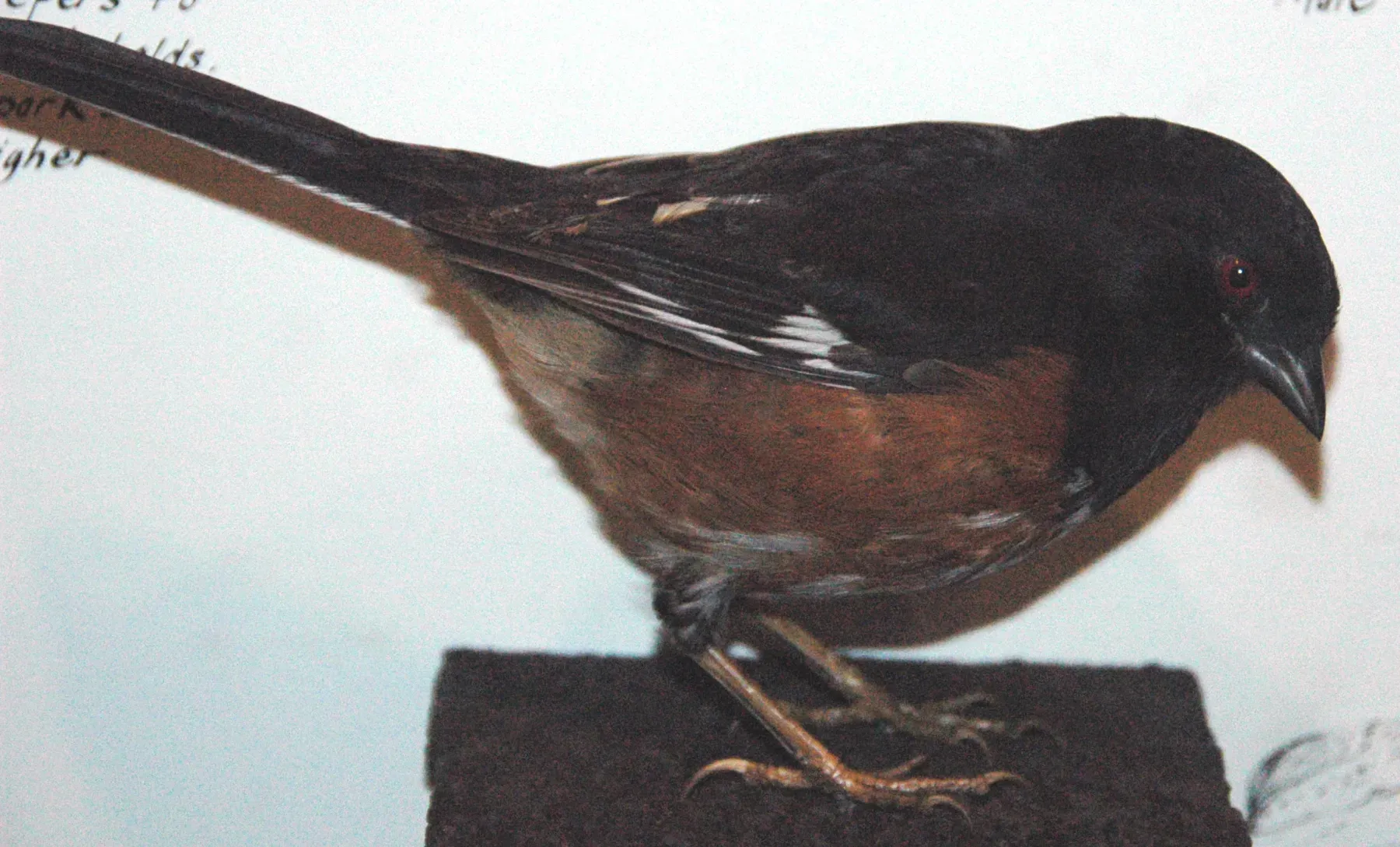 File:Pipilo erythrophthalmus (rufous-sided towhee).jpg