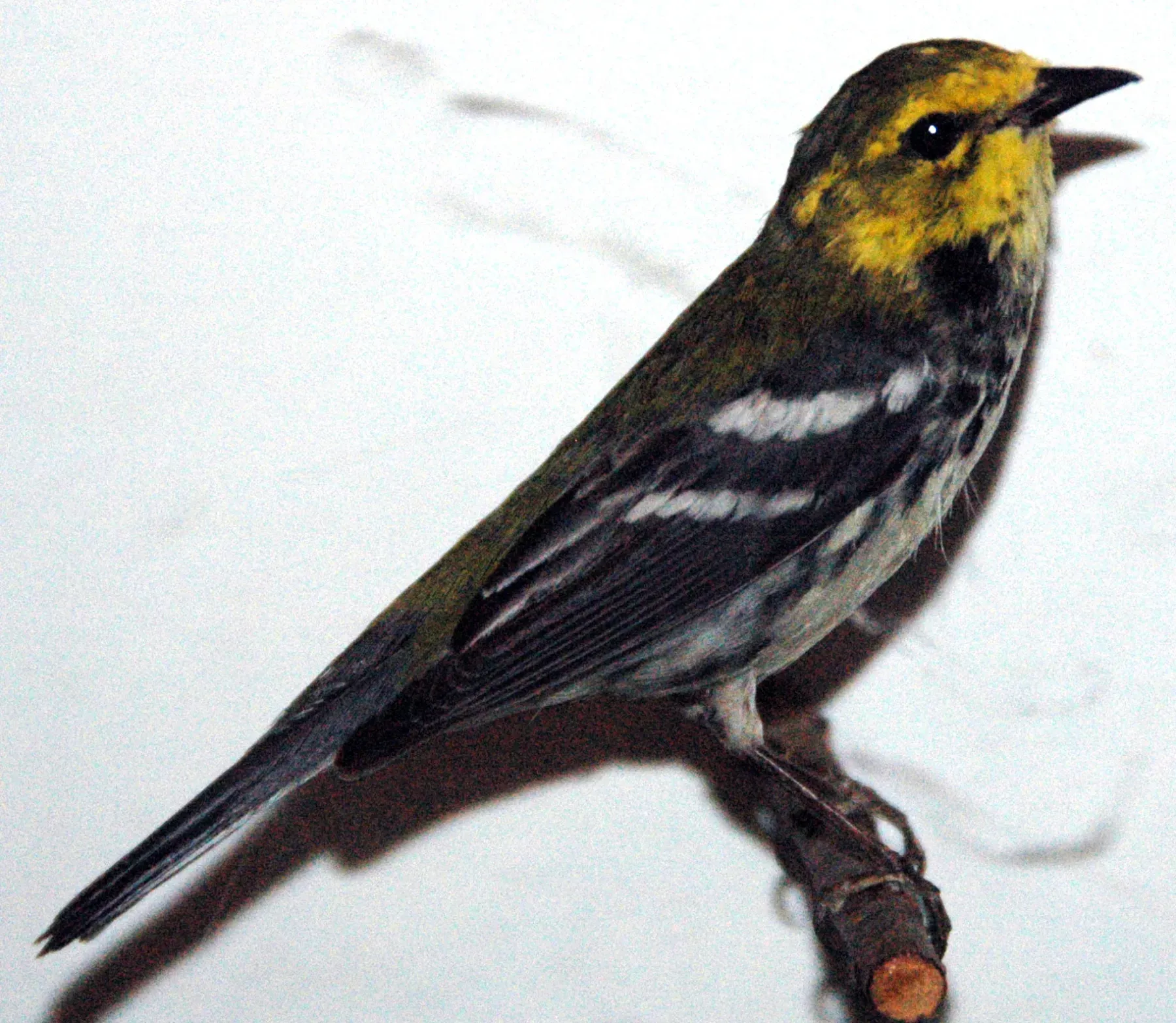 File:Setophaga virens (black-throated green warbler).jpg