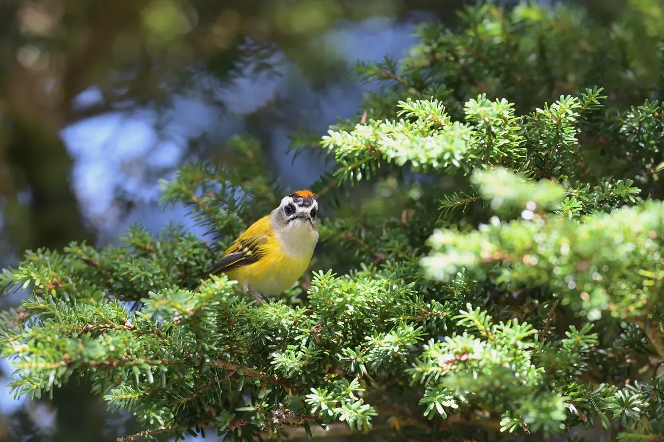 File:Flamecrest (Regulus goodfellowi).jpg