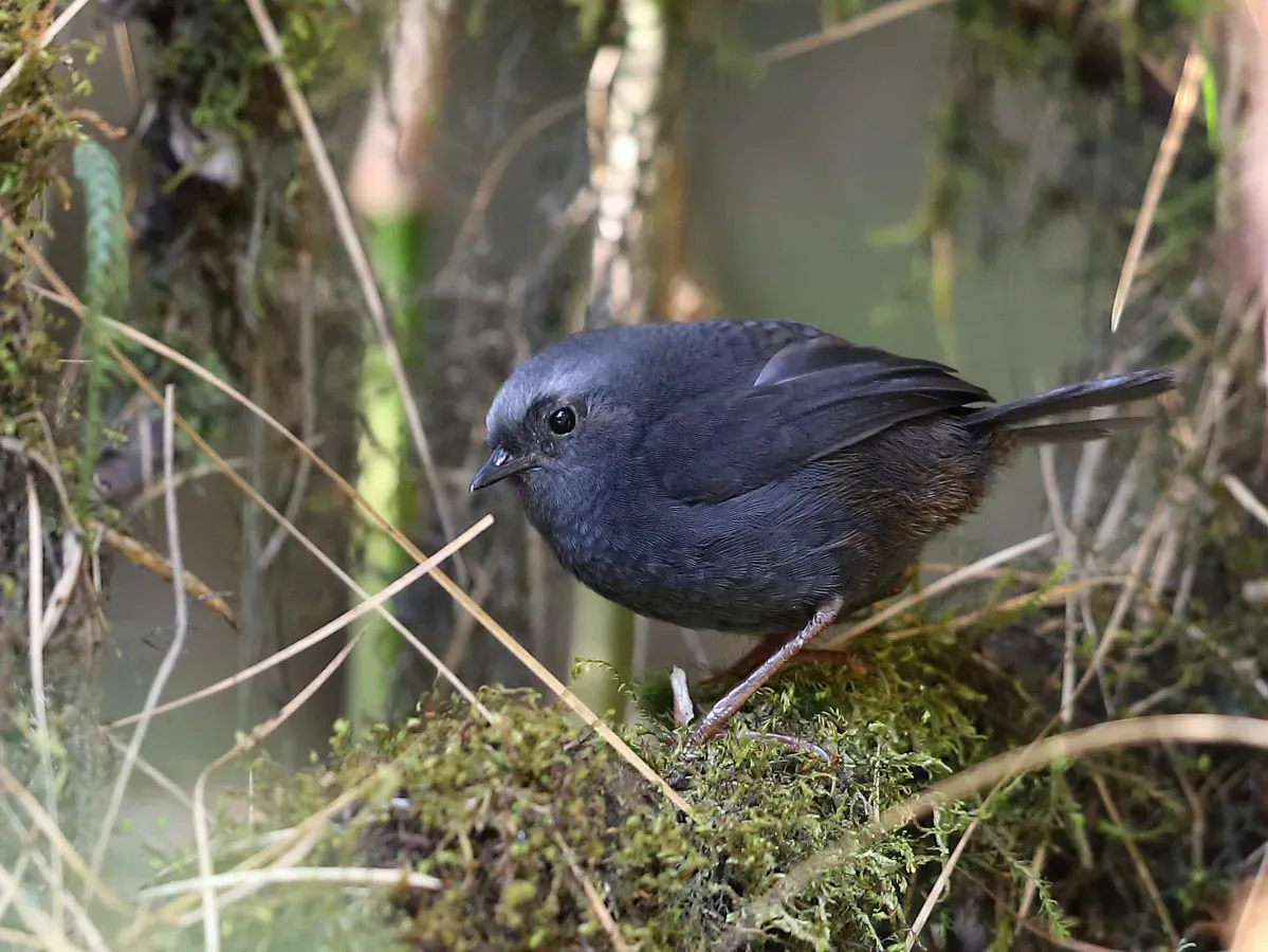File:Scytalopus schulenbergi - Diameded Tapaculo; Abra Malaga, Cuzco, Peru.jpg