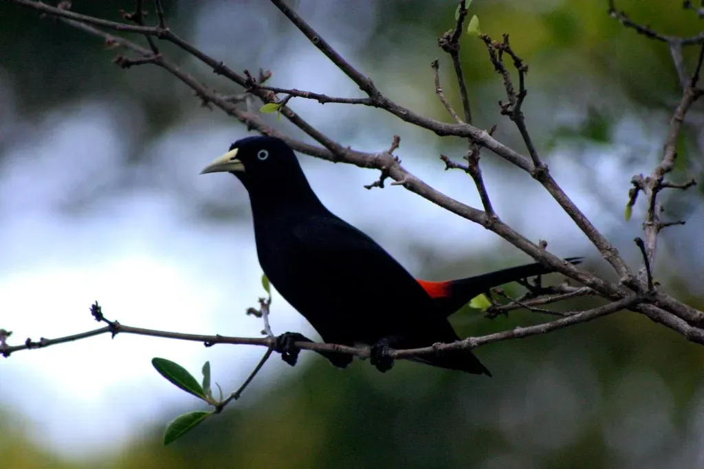 File:Cacicus uropygialis -Panama-8.jpg