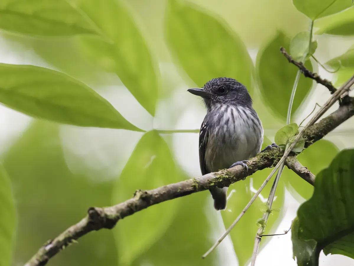 File:Dysithamnus striaticeps - Streak-crowned Antvireo.jpg