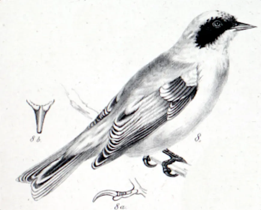File:Remiz macronyx (Severtzov, 1873).jpg