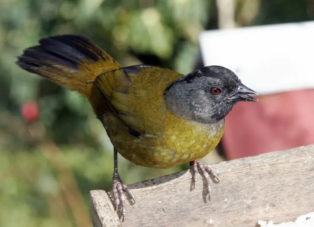 File:Pezopetes capitalis -Costa Rica-8.jpg