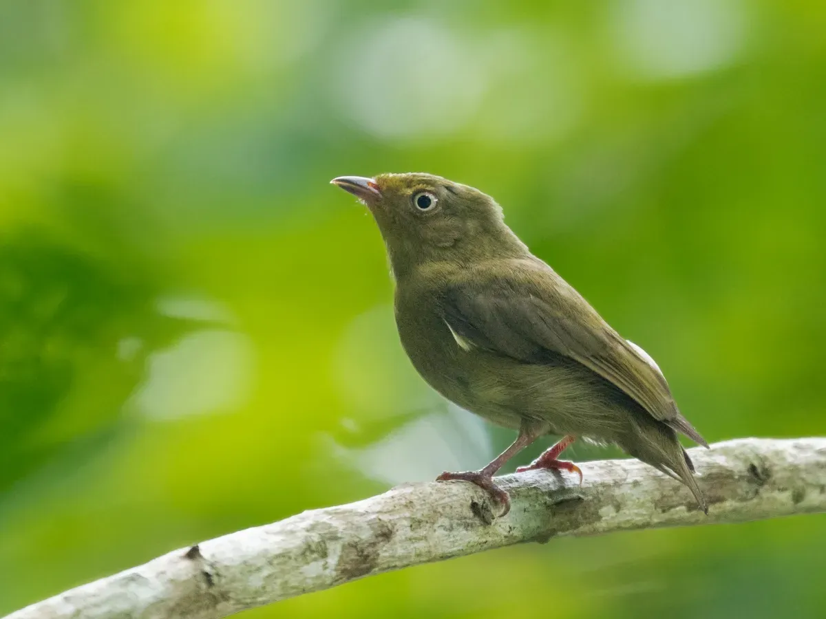 File:Pipra aureola - Crimson-hooded Manakin (female), Itacoatiara, Amazonas, Brazil.jpg