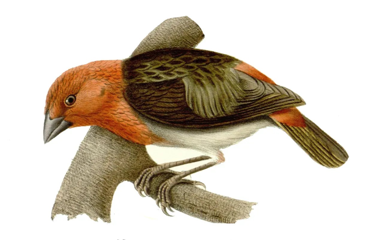 File:Foudia eminentissima.jpg