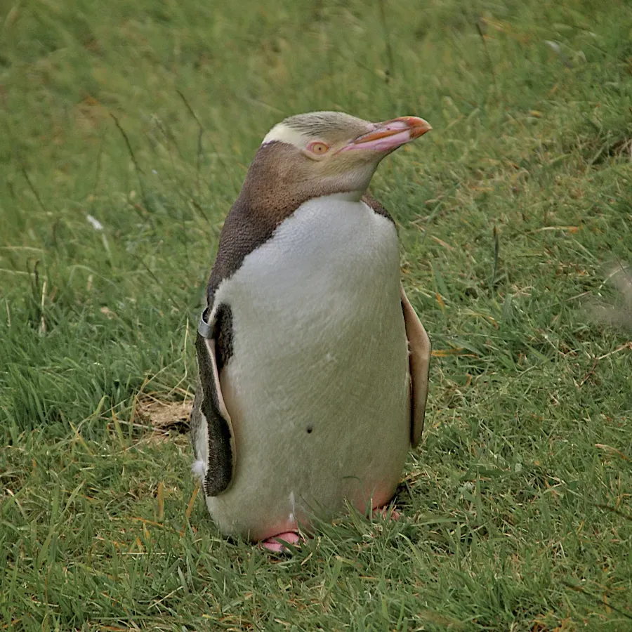File:Megadyptes antipodes -Dunedin, New Zealand-8.jpg
