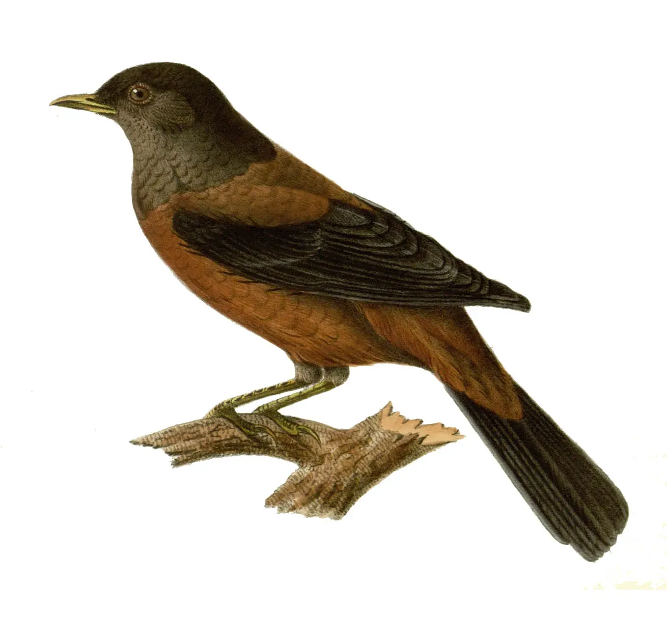 File:Turdus rubrocanus gouldi.jpg