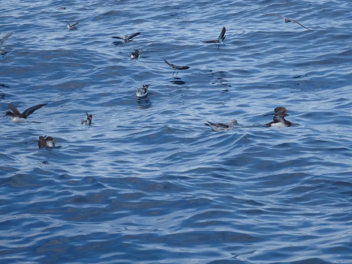 File:Pelagodroma marina maoriana.jpg