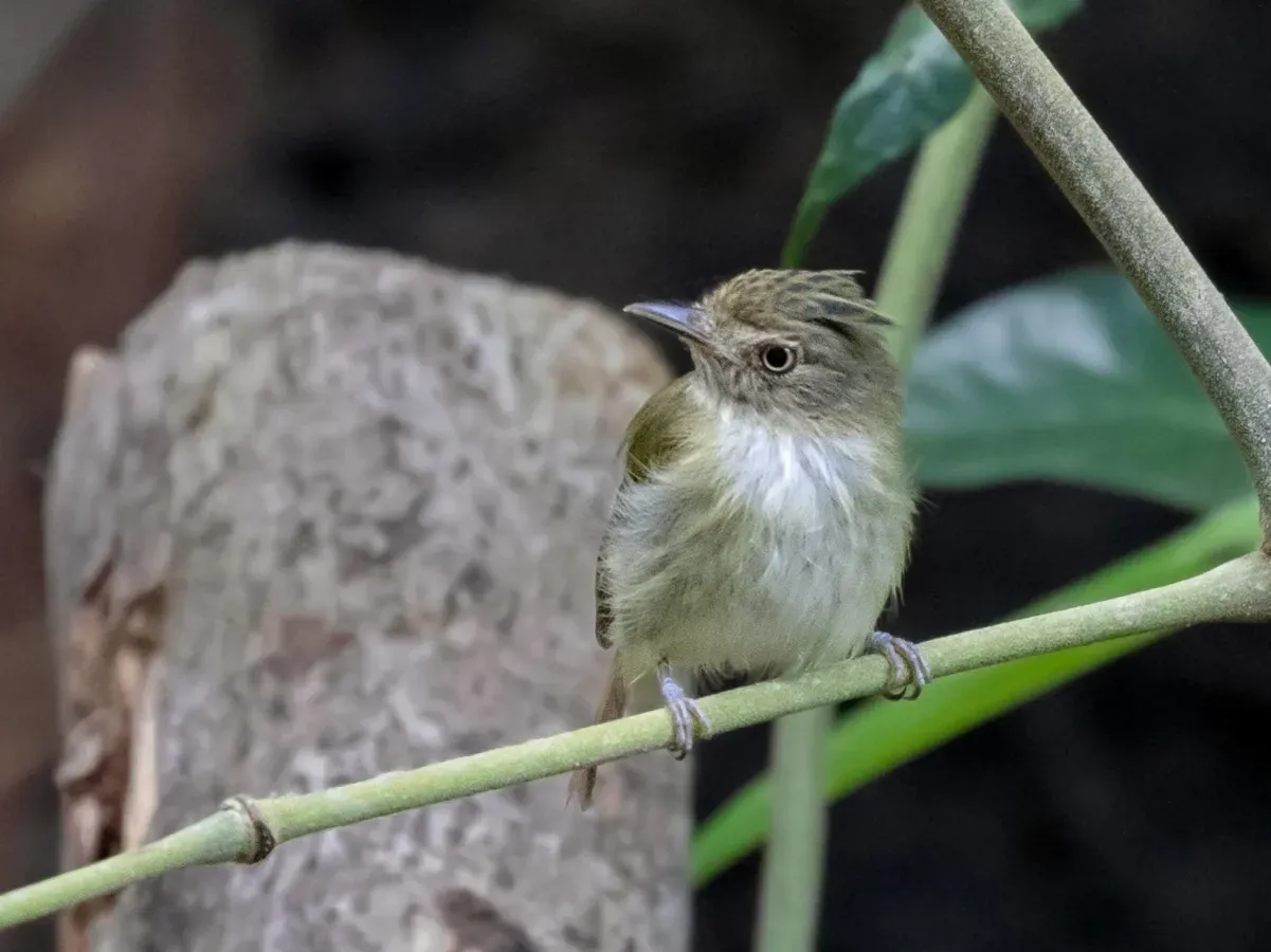File:Lophotriccus galeatus - Helmeted Pygmy Tyrant, Presidente Figueiredo, Amazonas, Brazil 01.jpg