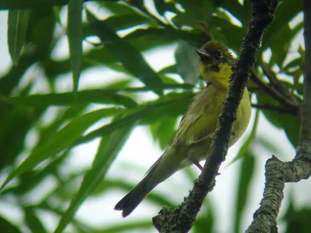 File:Emberiza sulphurata.jpg