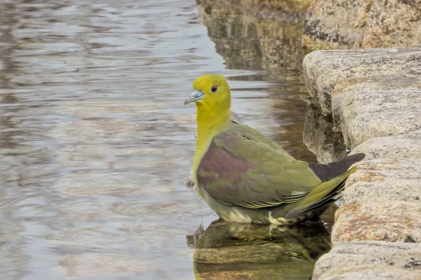 File:2018-01-22 Treron sieboldii, Osaka, Japan 1.jpg