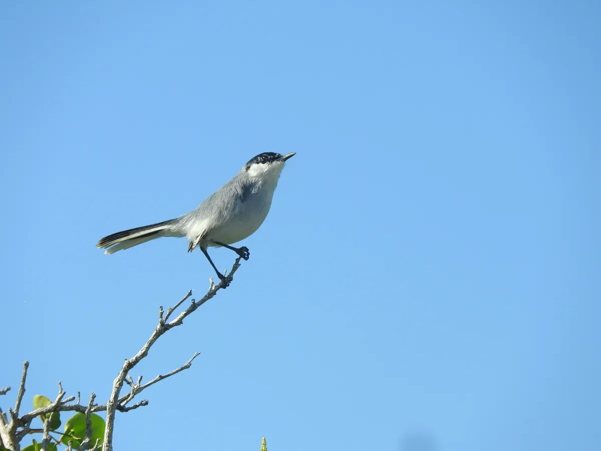 File:Polioptila albiventris 58963803.jpg