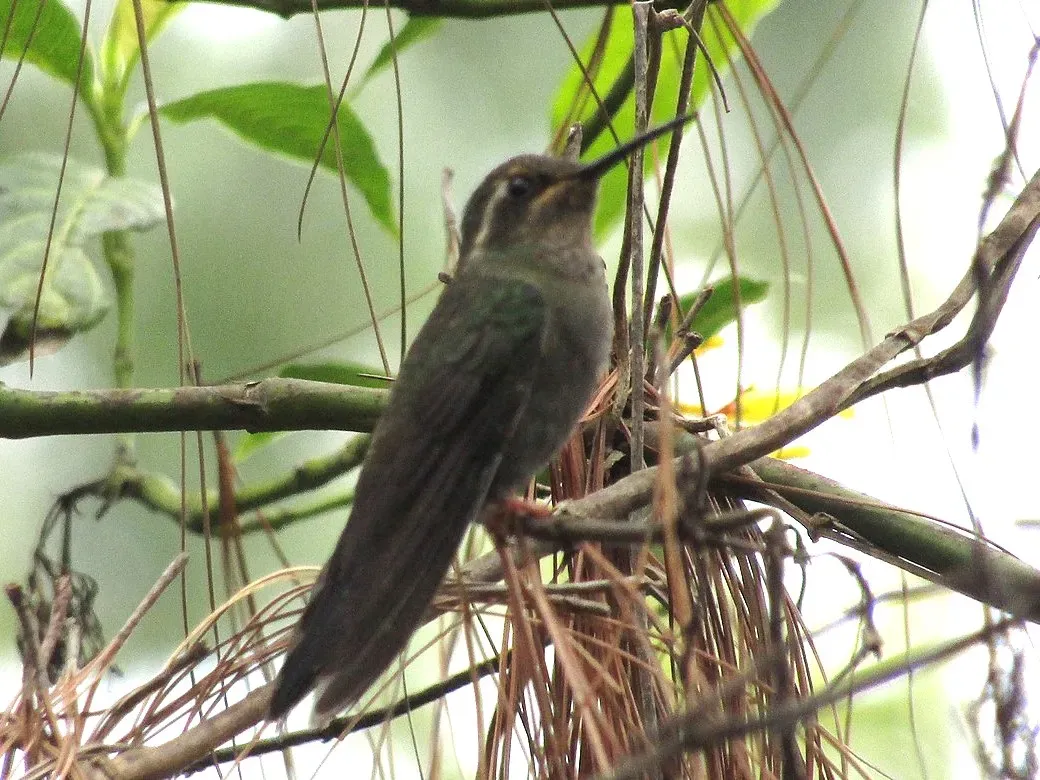 File:Lampornis amethystinus 21183923.jpg