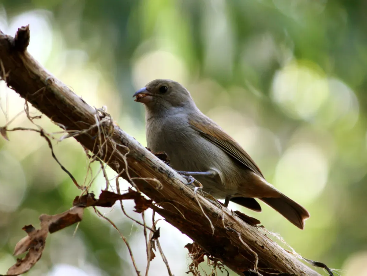 File:Loxigilla barbadensis in Barbados Wildlife Reserve 01.jpg