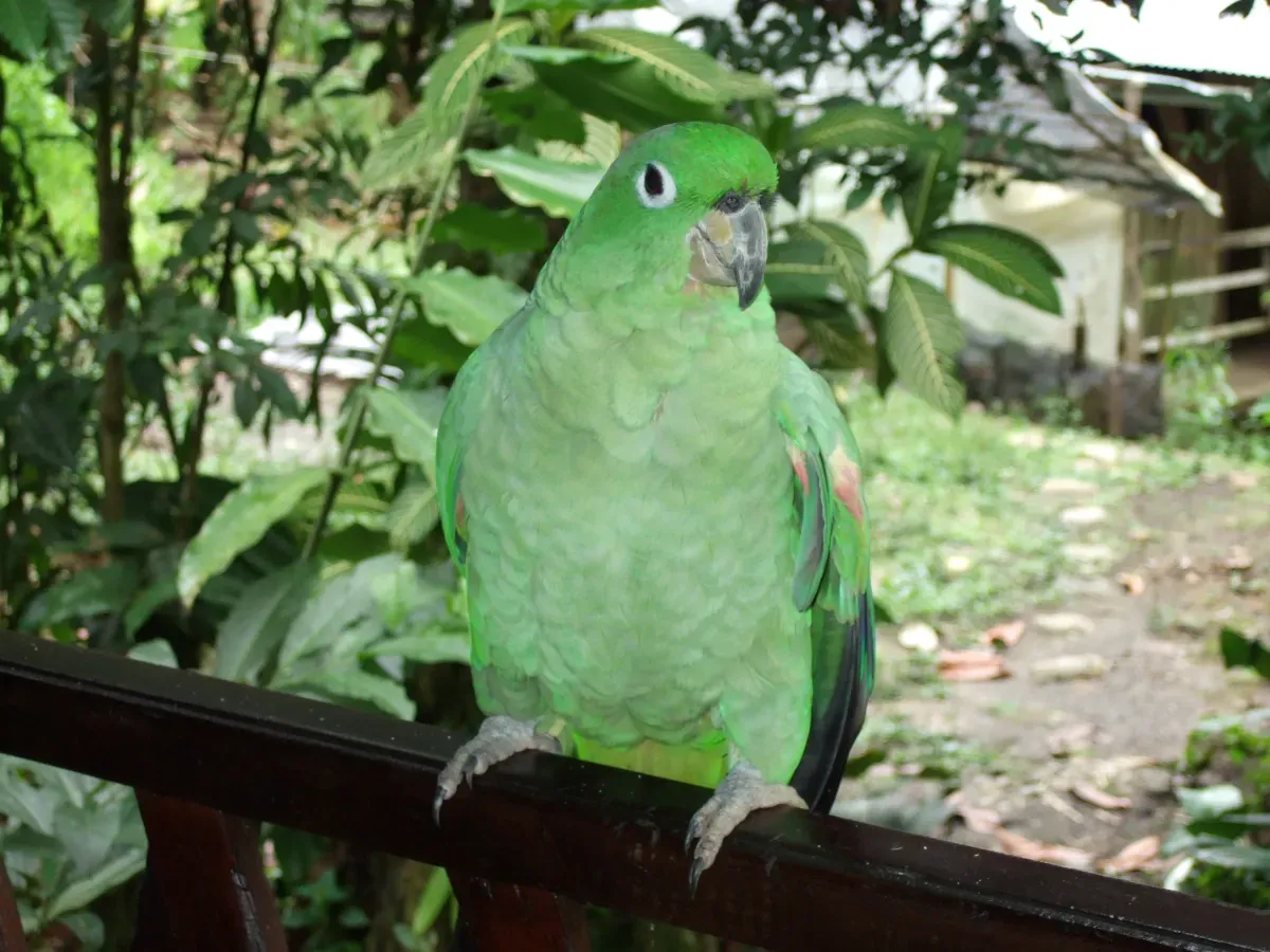 File:Amazona farinosa -Ecuador-8b.jpg