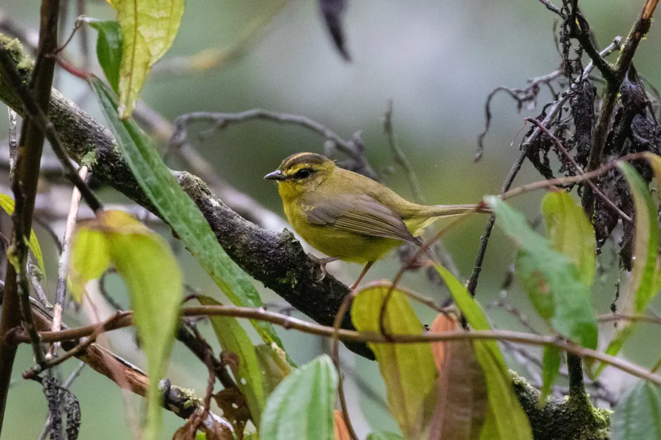 File:Myiothlypis chrysogaster 104861178.jpg