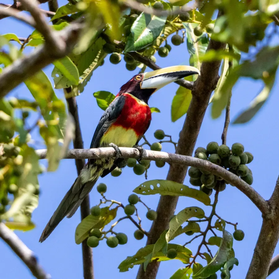File:Pteroglossus bitorquatus - Red-necked Aracari; Arari, Maranhão, Brazil.jpg