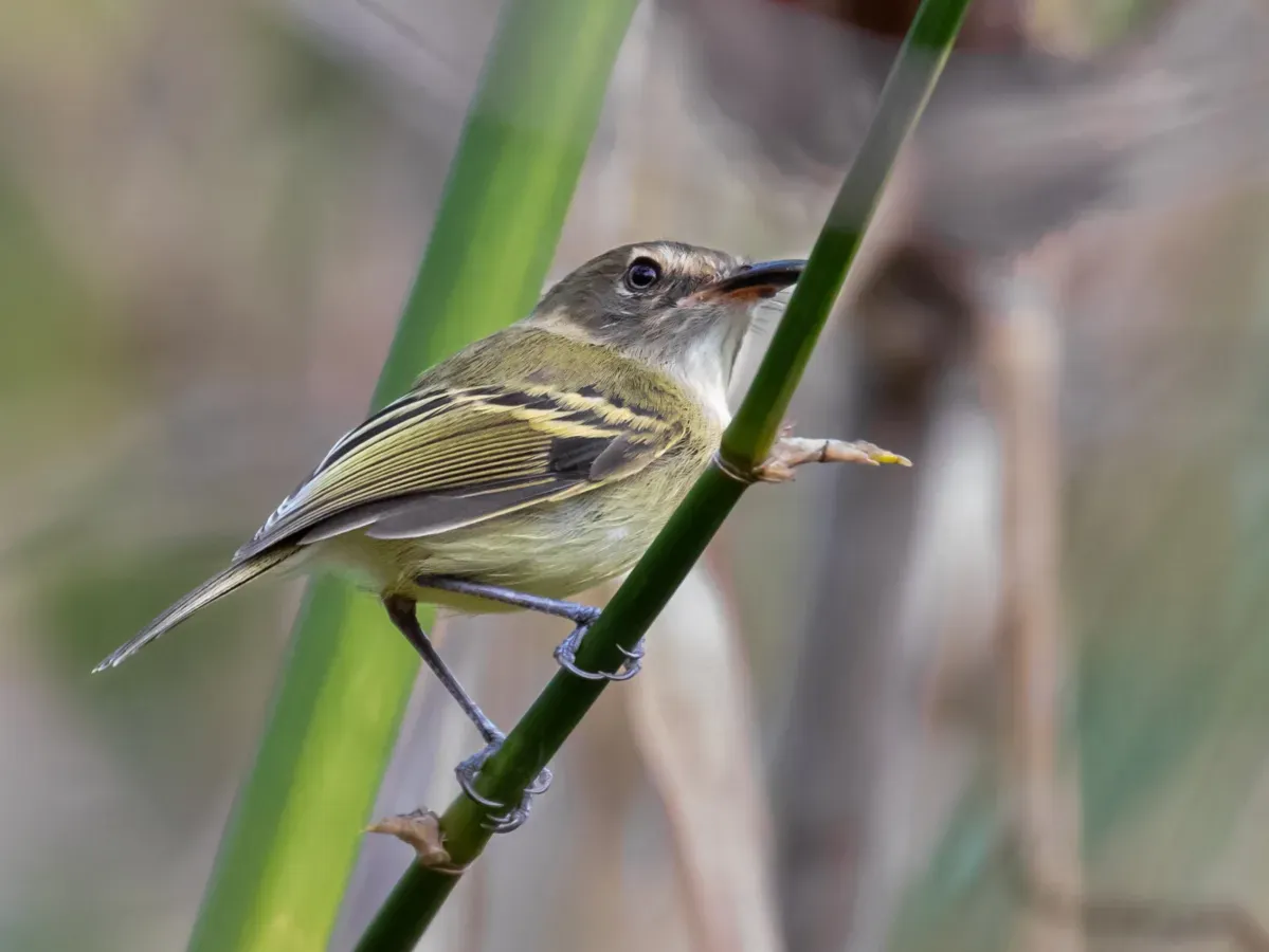 File:Poecilotriccus fumifrons - Smoky-fronted Tody-Flycatcher; Caxias, Maranhão, Brazil.jpg