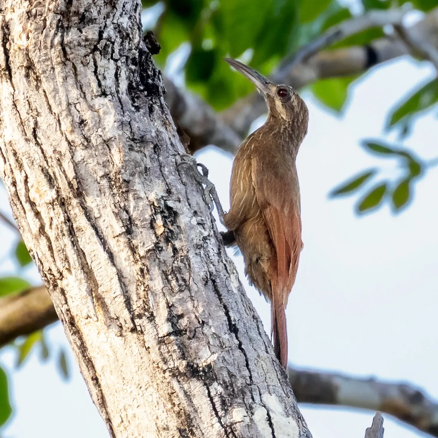 File:Xiphocolaptes falcirostris - Moustached Woodcreeper; Codó, Maranhão, Brazil.jpg