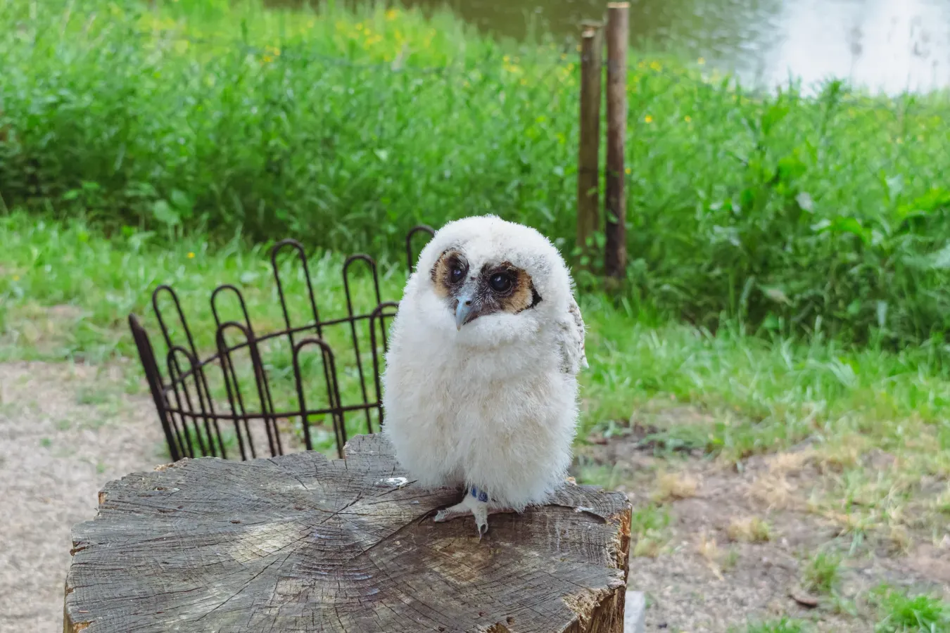 File:20180520 Strix leptogrammica 03.jpg