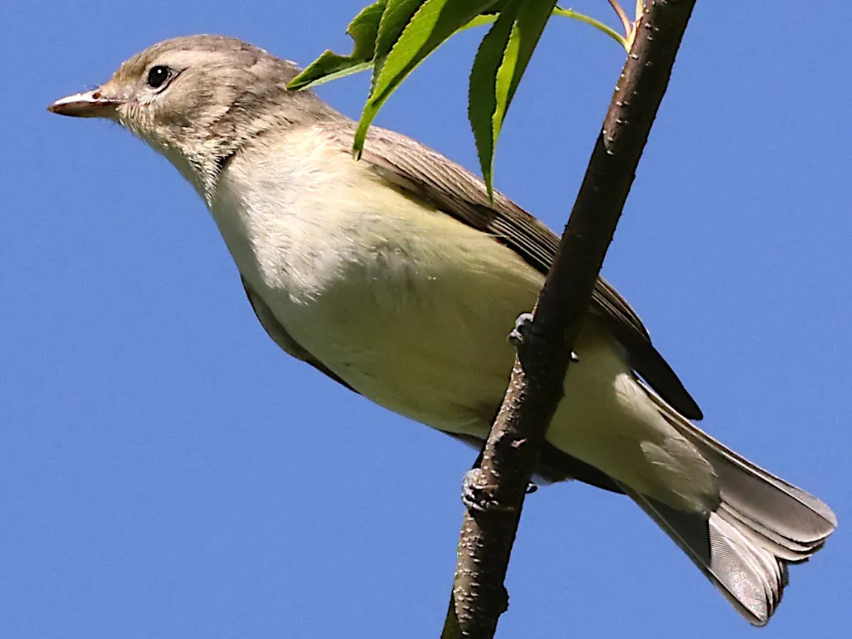 File:Vireo gilvus-perched.jpg