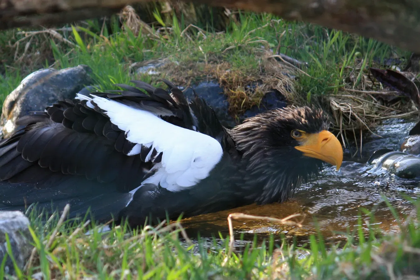 File:Haliaeetus pelagicus, ZOO Praha 910.jpg