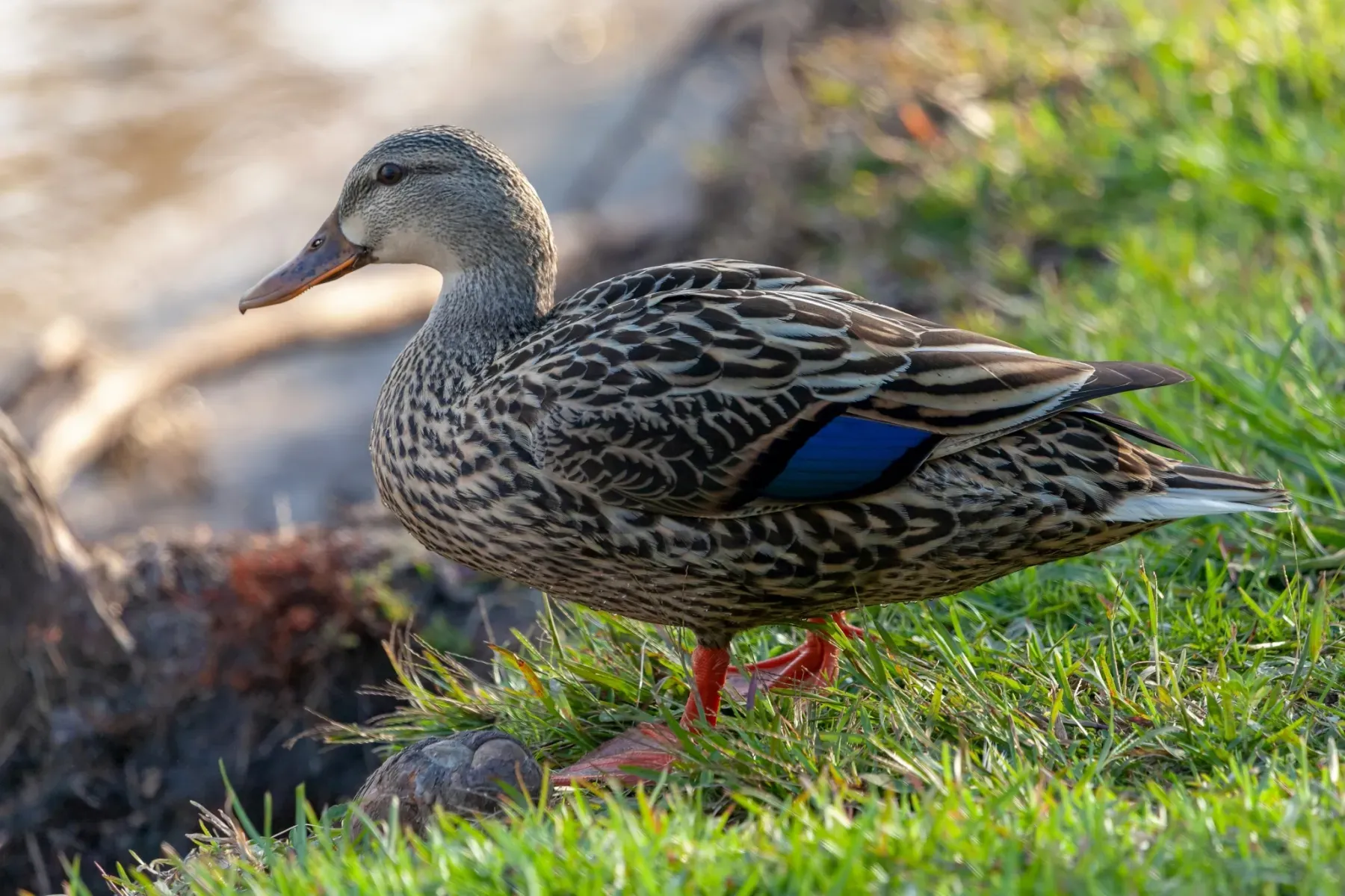 File:Anas platyrhynchos × fulvigula.jpg