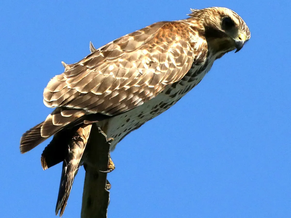 File:Buteo lineatus-perching.jpg