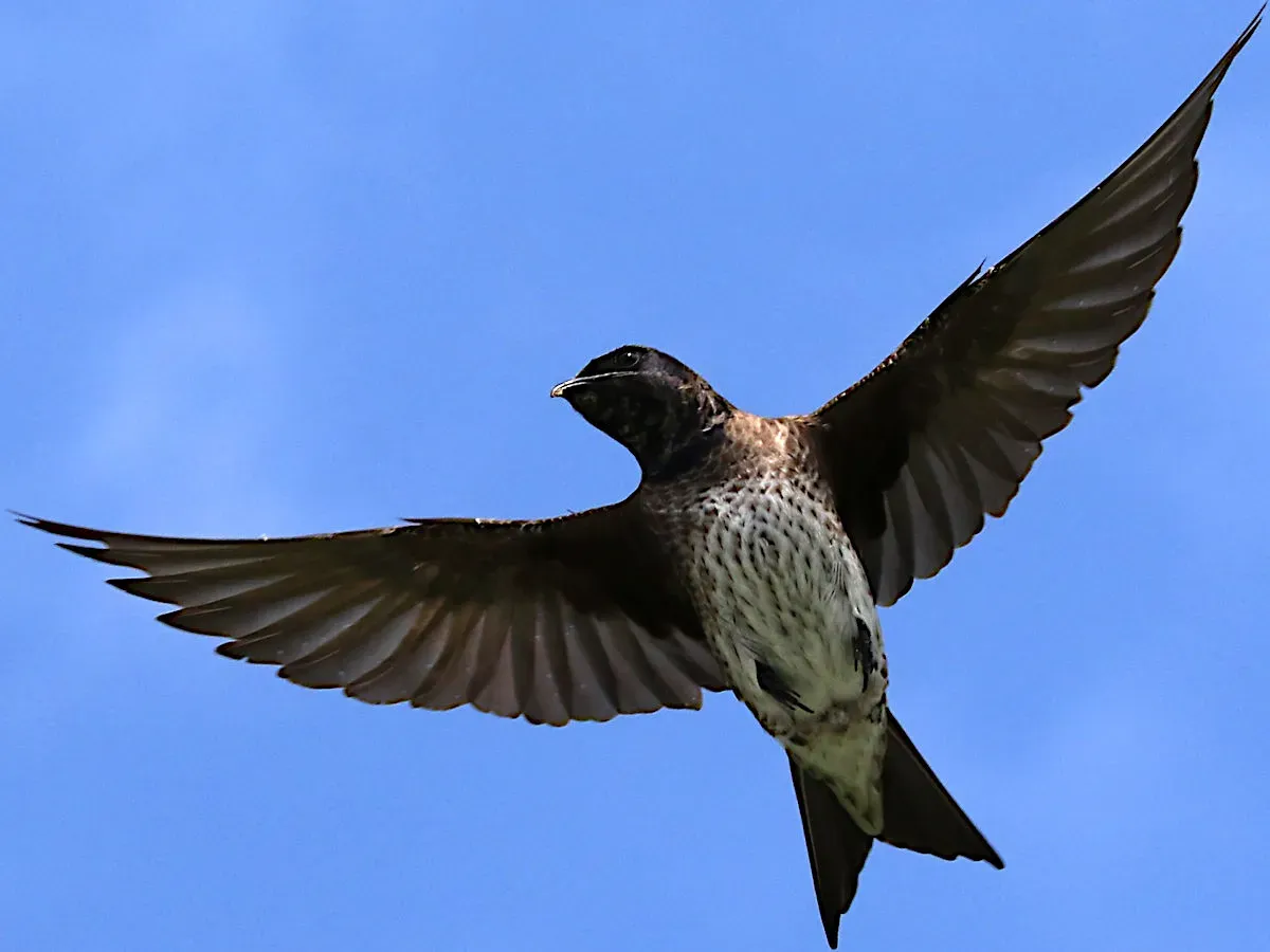 File:Progne subis-female flapping.jpg