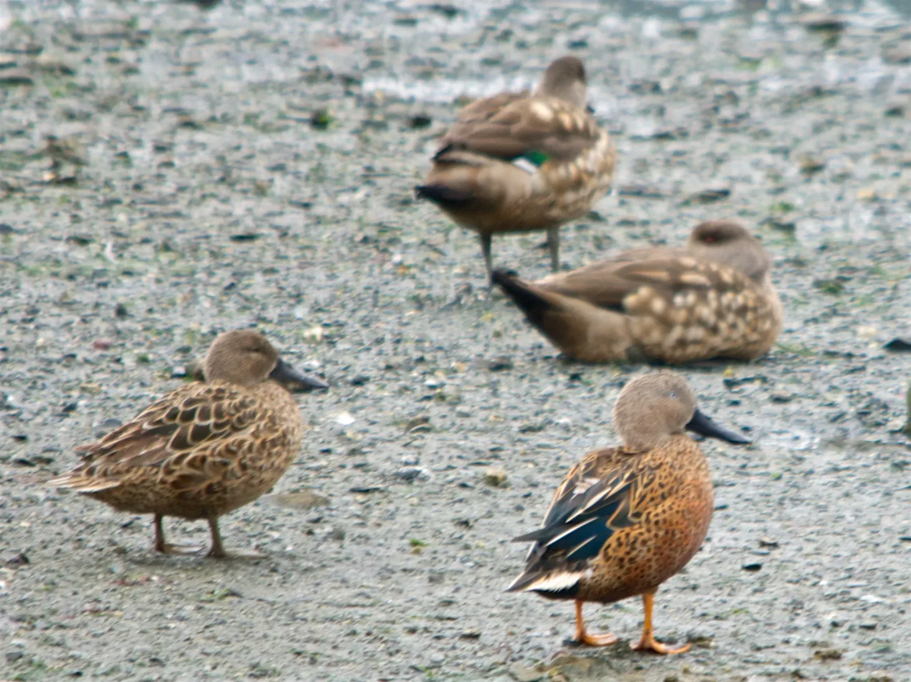 File:Spatula platalea & Lophonetta specularioides, southern Argentina 0239.jpg