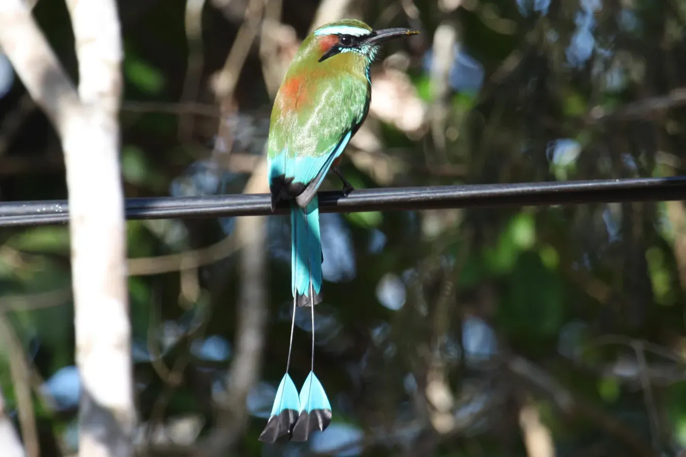 File:Eumomota superciliosa -Mexico-8.jpg