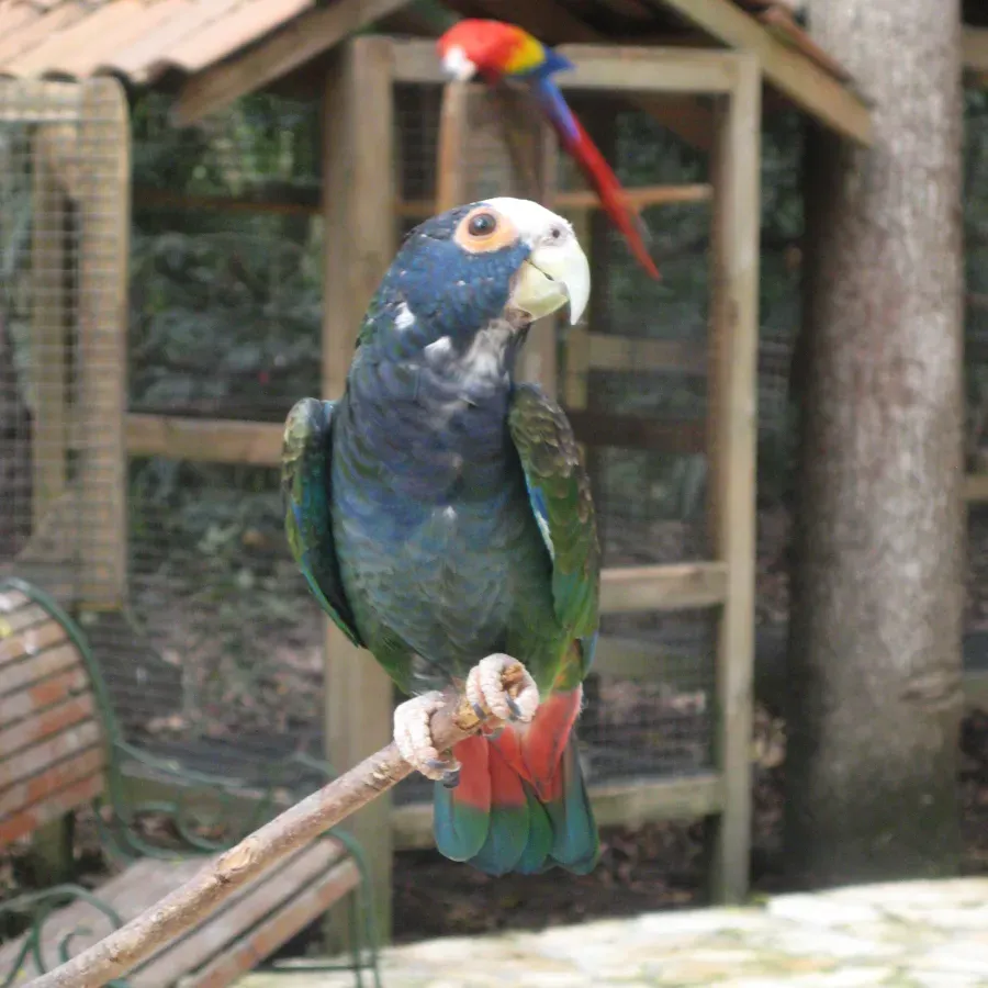 File:Pionus senilis -Macaw Mountain Bird Park, Honduras-8b-4c.jpg