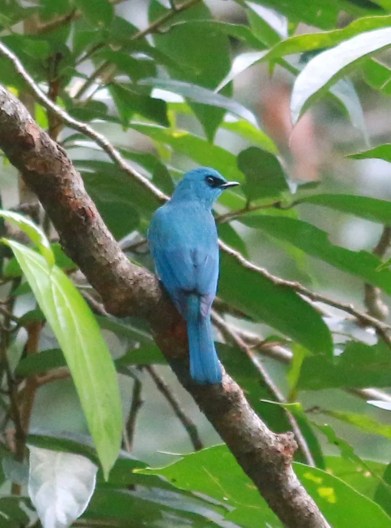 File:Verditer flycatcher (Eumyias thalassinus).jpg