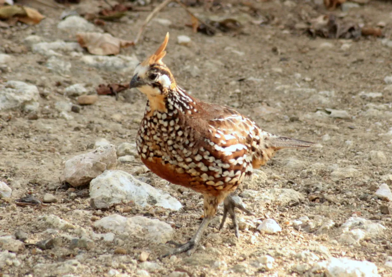 File:Colinus cristatus -Curacao, Netherlands Antilles-8a.jpg