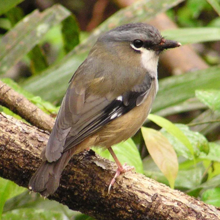 File:Heteromyias albispecularis 1.jpg