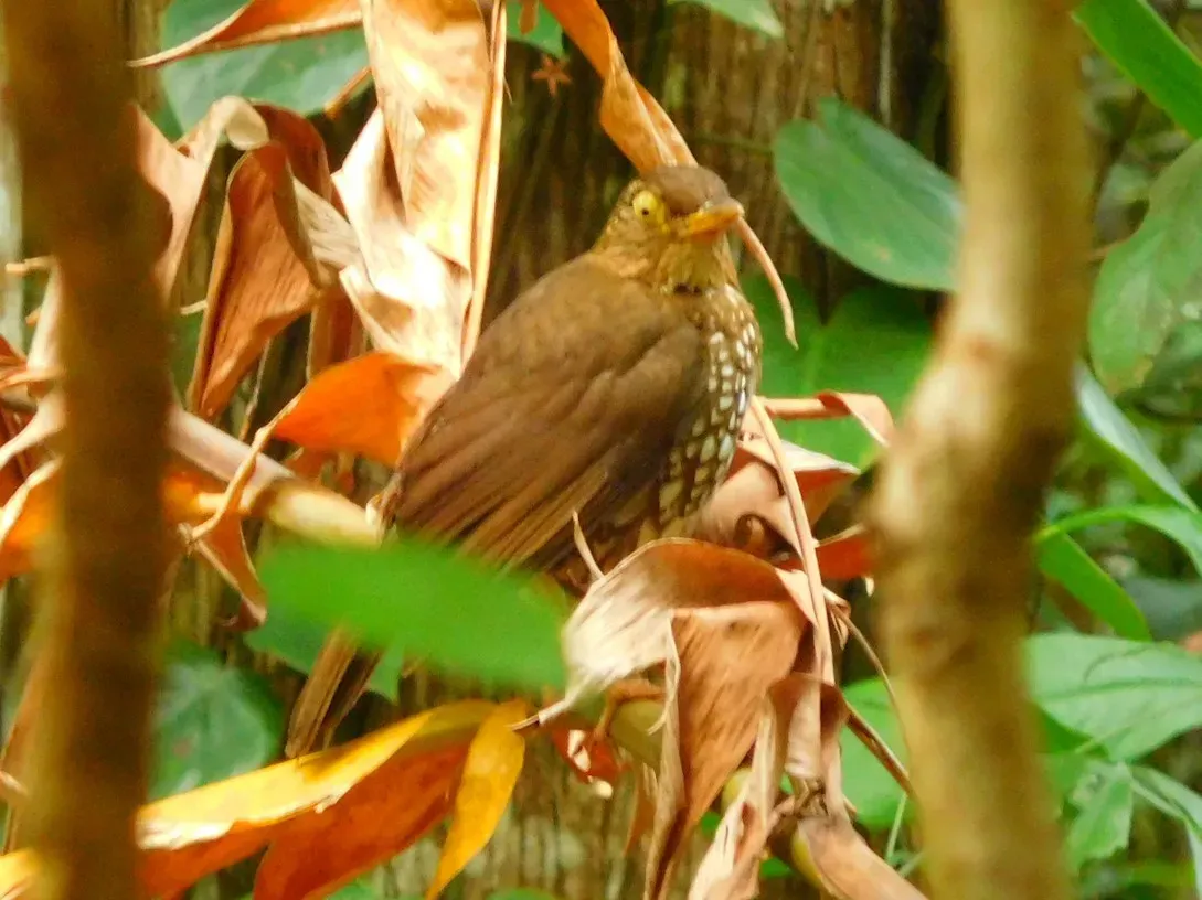 File:Turdus lherminieri of Guadeloupe.jpg