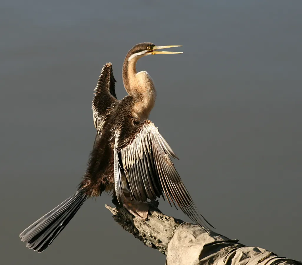 File:Anhinga novaehollandiae drying.jpg