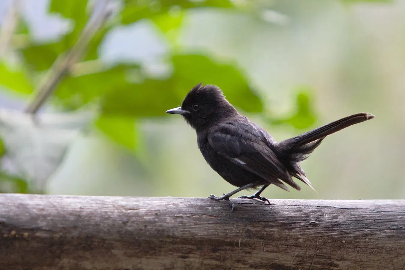 File:Knipolegus aterrimus -Macchu Picchu, Peru-8.jpg