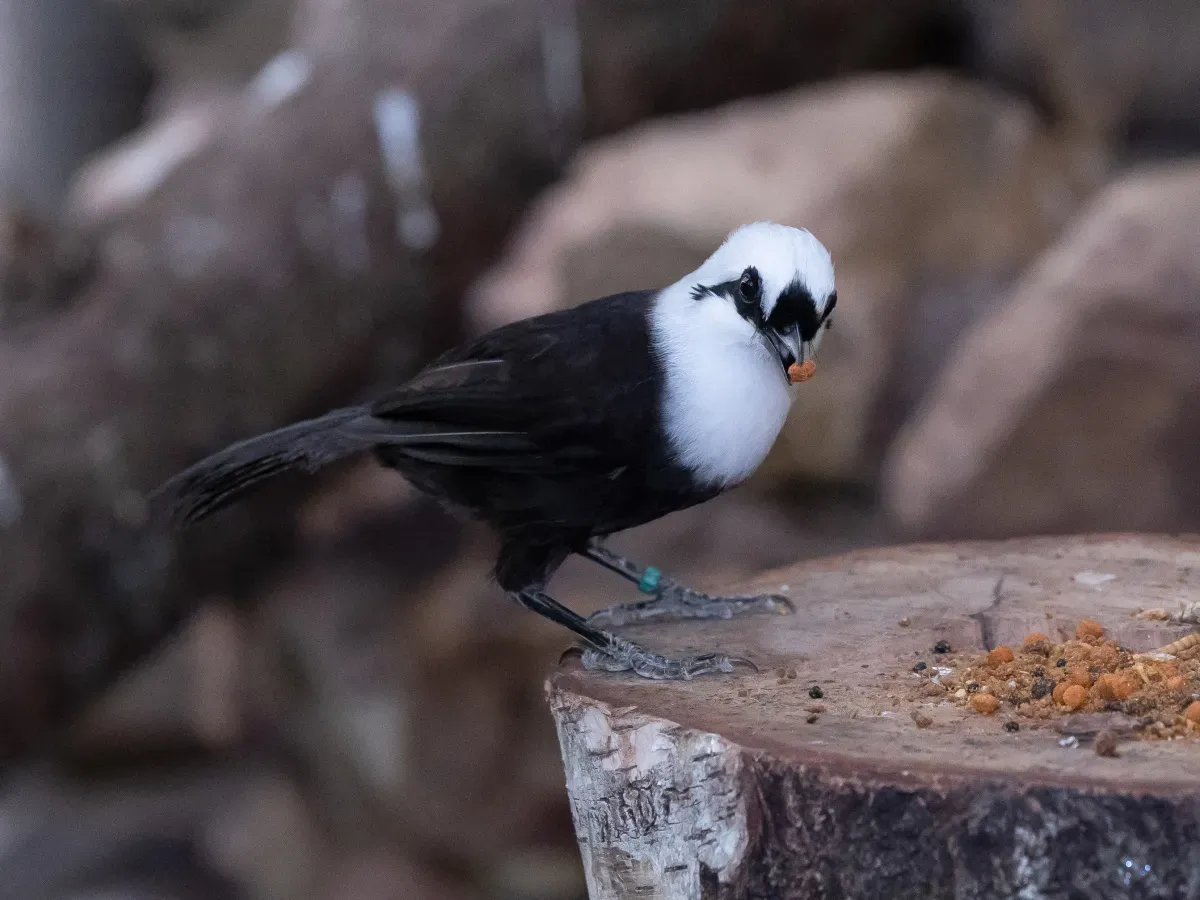 File:Sumatran laughingthrush (Garrulax bicolor).jpg