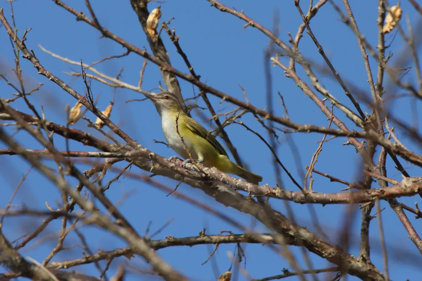File:Vireo flavoviridis -Panama-8a.jpg